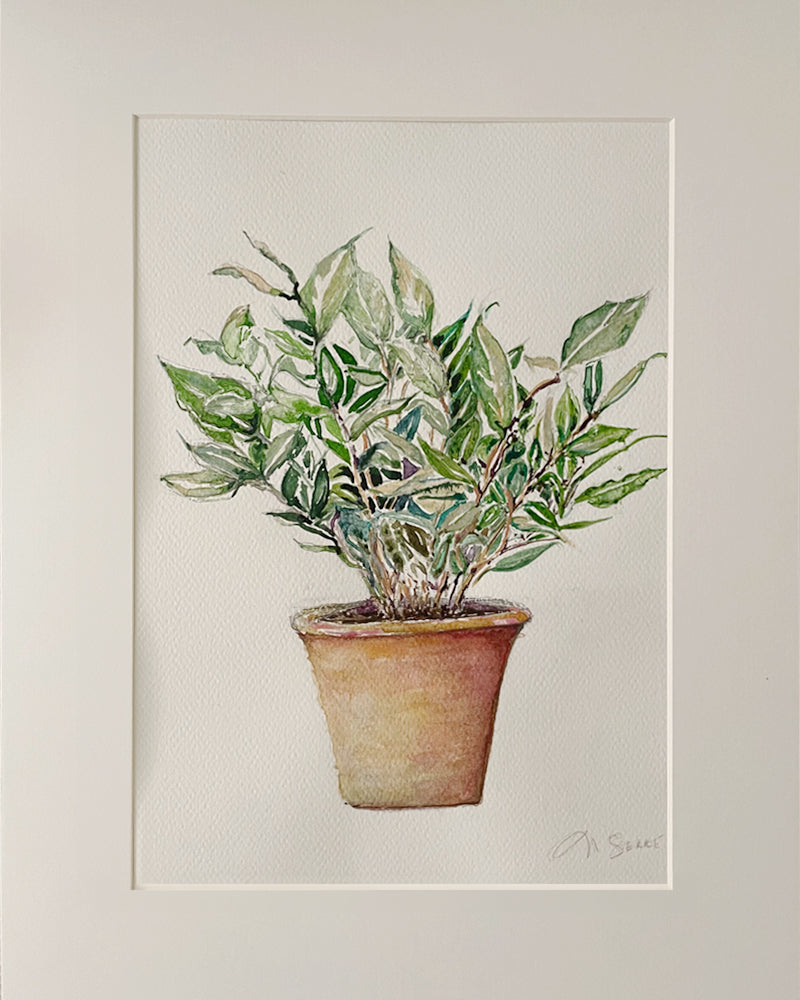 aquarelle_originale_olivier_méditerranéen_en_pot